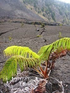 植物2(V.2013_10_20__08_57_38).jpg