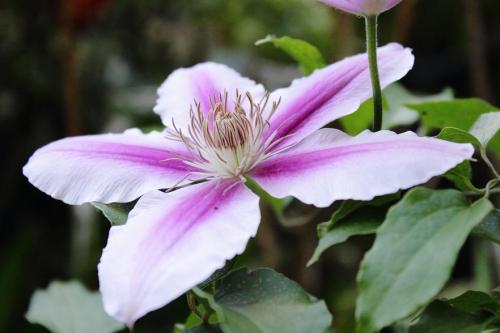 20160429 クレマチス紫3.jpg