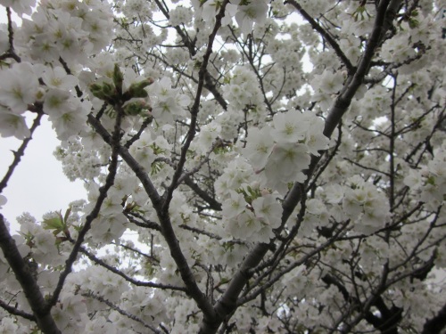 IMG_4512 30日遅咲きの桜.jpg