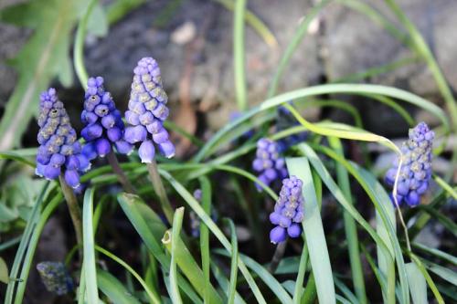 20160312 ムスカリ.jpg