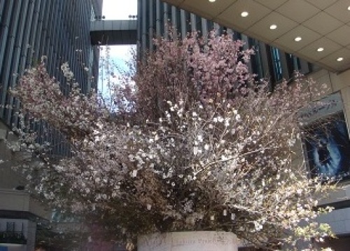 ルミネの桜1.JPG