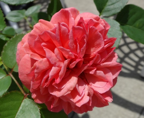 DSC00533.jpg
