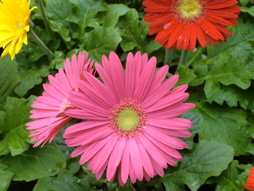 植物園2013-2-6.JPG