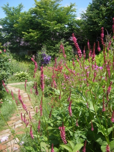 IMGP0073 (480x640).jpg