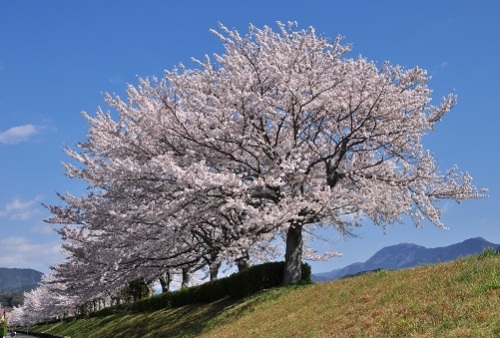 地元の桜並木.jpg