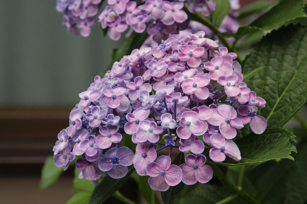 Hydrangea02.JPG