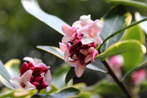 20160221 沈丁花3.jpg