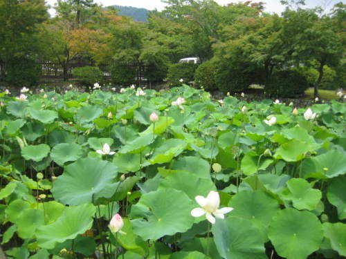 天竜寺の蓮池