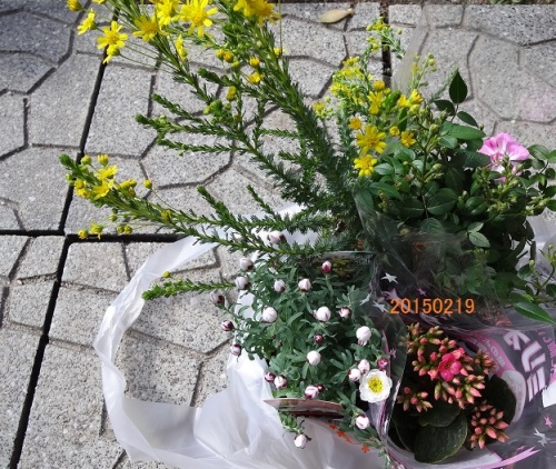 20150219なばなの里の花.jpg