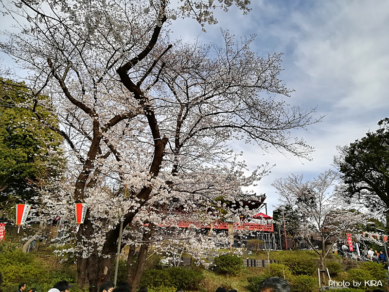 桜　上野公園