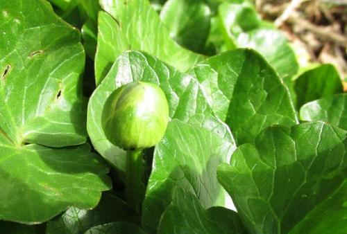 20150228 ヒメリュウキンカ.jpg