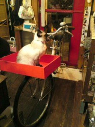 小熊BOXを下ろした状態(てか、これがコノ自転車の通常の姿)何だか間が抜けている感はヌグエナイ…
