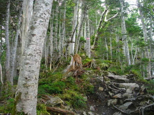 仙丈ケ岳大滝頭登山道 (3) (500x375).jpg