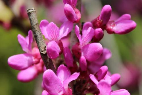 20150404 ハナズオウ4.jpg