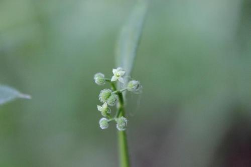 20160504 ヤエムグラ5.jpg