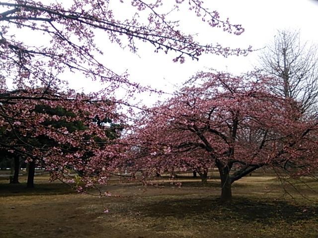 代々木公園を歩く けんぶる日記 楽天ブログ