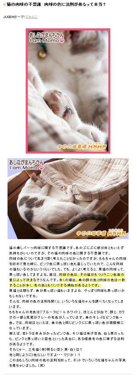 猫の肉球の不思議　肉球の色に法則があるって本当？　マンチカンももちゃん 本日の猫事情