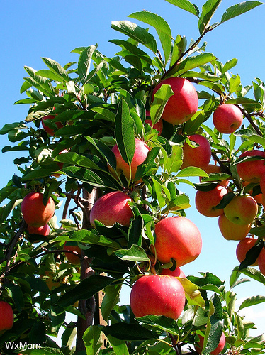 appletree1.jpg