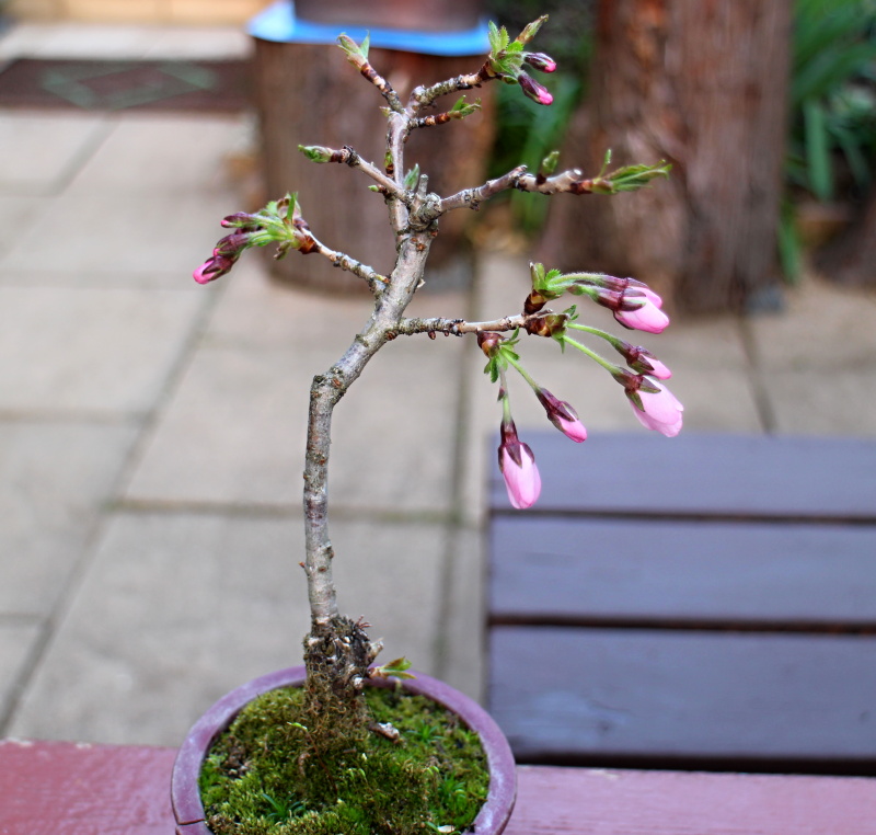 啓翁桜 バラと可愛い花たち 楽天ブログ
