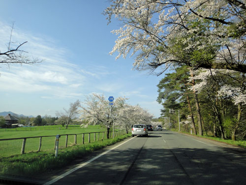 一本桜9.jpg