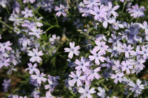 Purple moss phlox blossoms