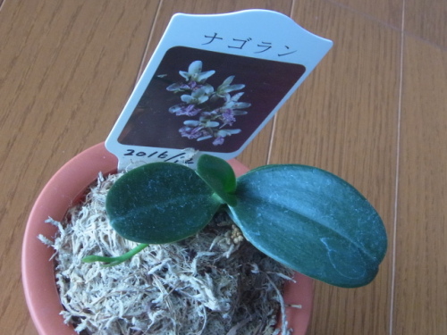 花芽の成長が進むナゴラン 名護蘭 ユーチャンのブログ