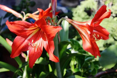 20160521 アマリリス 赤 7.jpg