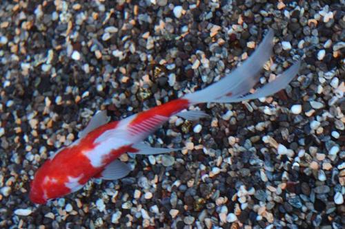 20160403 桜朱文金4.jpg