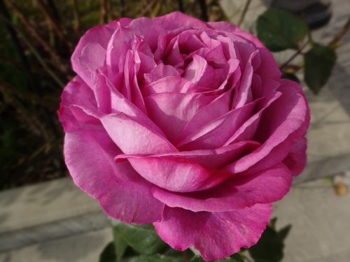 DSC00192 - コピー.jpg