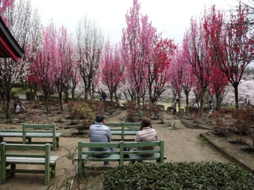 2.2016年桜 宮地嶽神社 (11).JPG