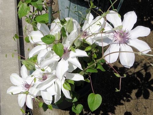 2016-04-19 13.50.04.jpg