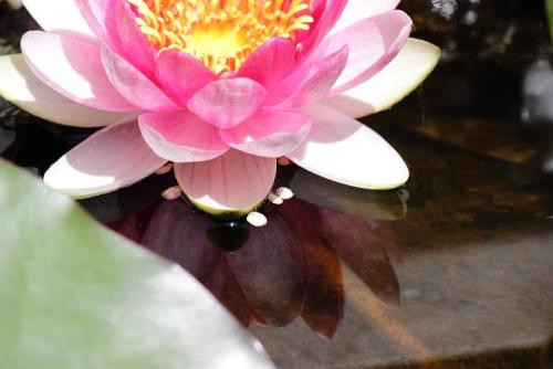 20160512 スイレン7.jpg