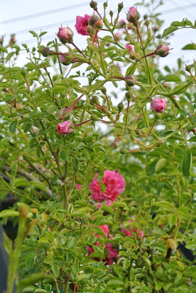 マシェリ クロードモネ つるバラ剪定 Yvesmiora S Gardening 楽天ブログ