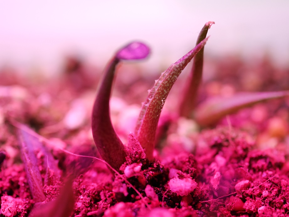 アガベ オテロイ 実生2カ月 | 植物男子ツボニワー - 楽天ブログ アガベ オテロイ 実生2カ月 | 植物男子ツボニワー - 楽天ブログ