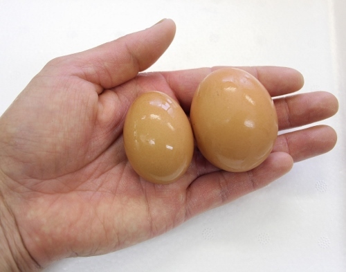 ４卵比較.jpg