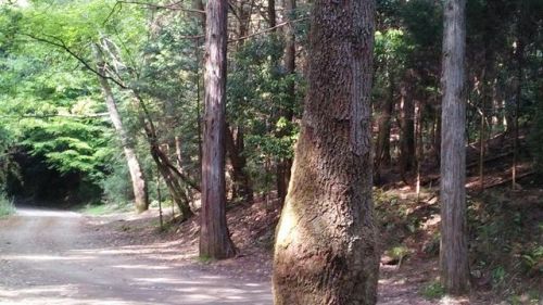 10083243_2070621320_181large.jpg
