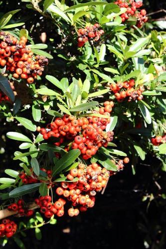 20151103 ピラカンサ.jpg