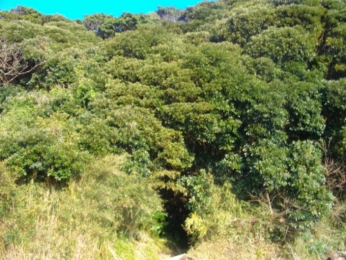 高塚山登山道 (4) (500x375).jpg