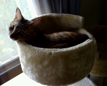 キャットタワー2.jpg