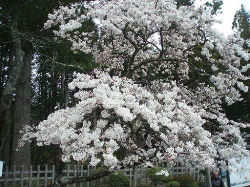 2高野山の桜.jpg