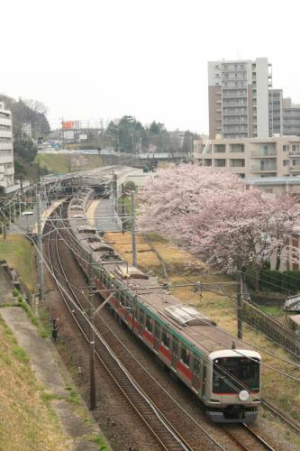 Tokyu 5000 Series with cherry blossoms beside track