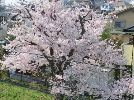 桜２.JPG