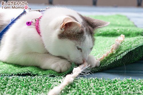 猫,モモちゃん,紐にじゃれる