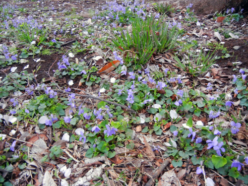 130331スミレ2888.jpg
