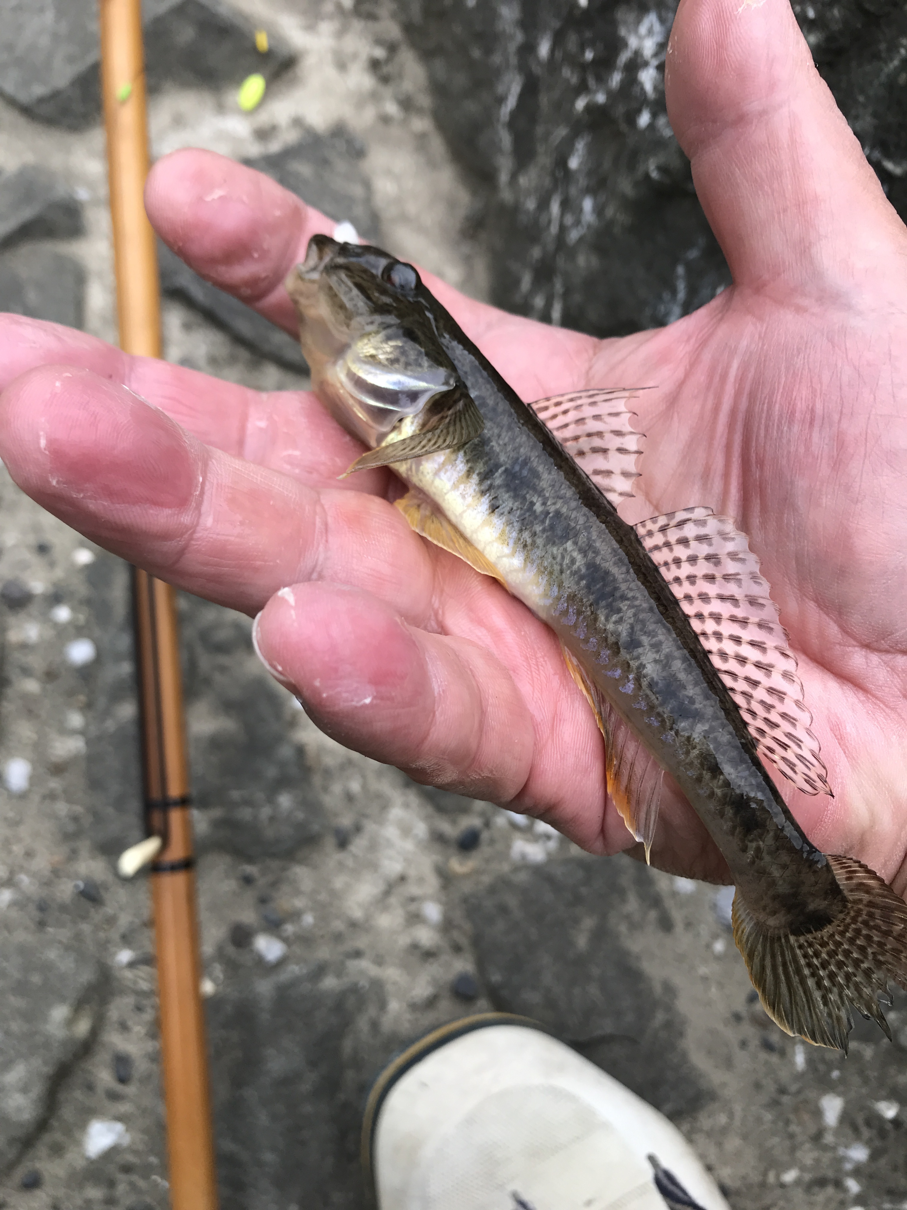 大きなハゼを釣りたくて 山さんの釣りと趣味のブログ 楽天ブログ