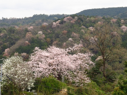 山桜＆桜2743.jpg