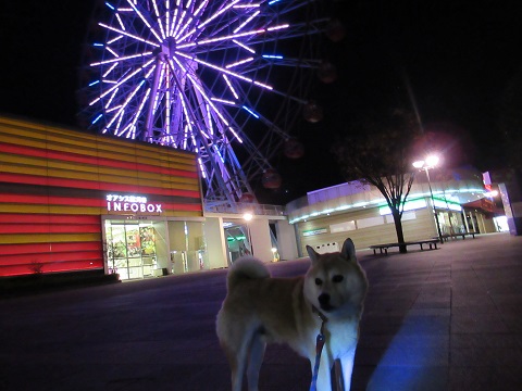 刈谷ハイウェイオアシス 柴犬ゴンのお散歩日記 楽天ブログ