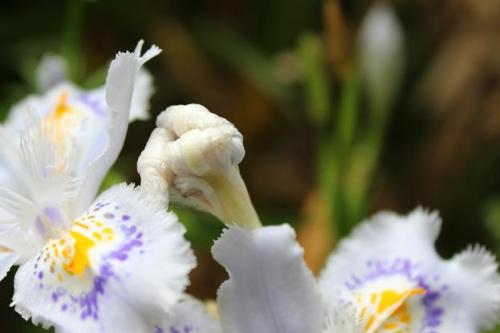 20150404 シャガ6.jpg