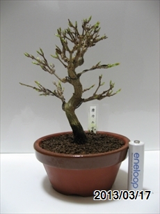 トウカエデ 植替後