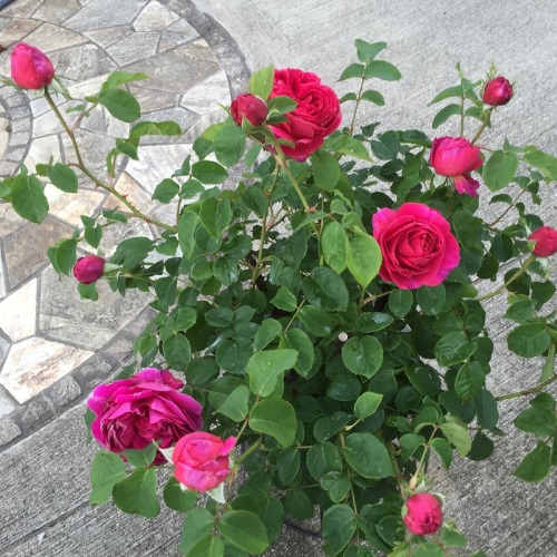 2016-05-06 14.40.01.jpg